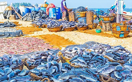 Negombo Fish Market